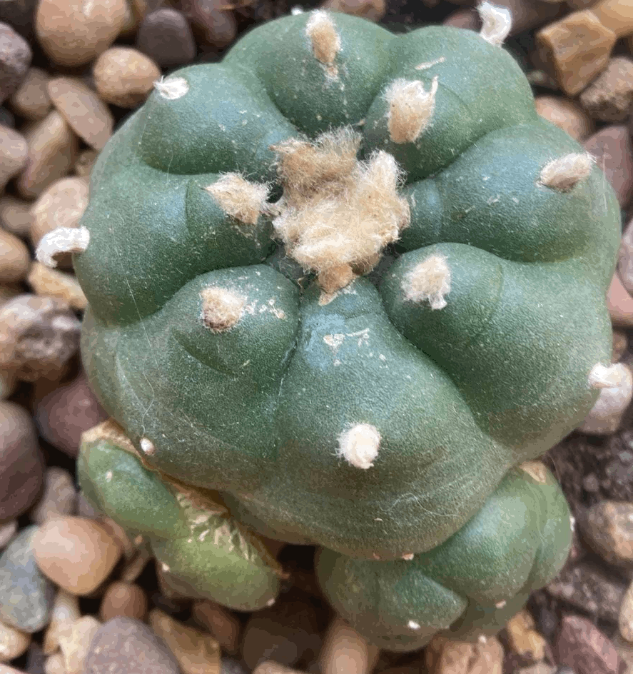 Redbrook Angelic Reiki